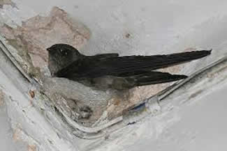 Eetbaar-nestsalangaan - Aerodramus fuciphagus Eetbaar-nestsalangaan - Aerodramus fuciphagus